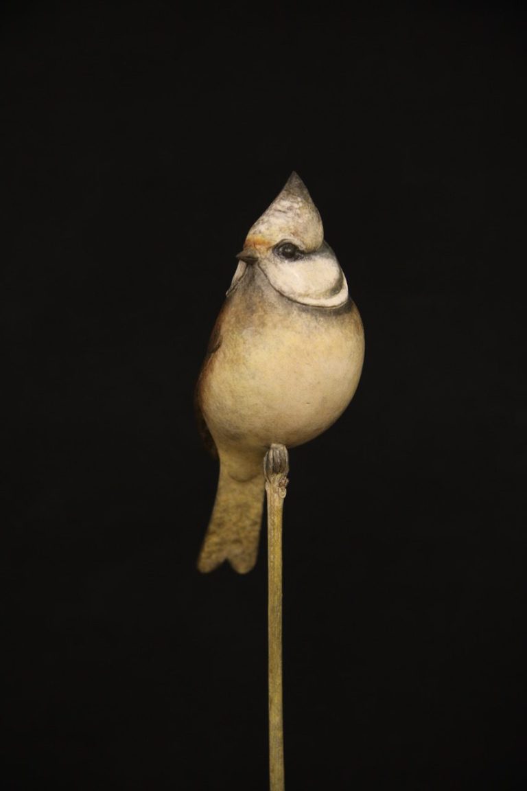 Crested Tit by Adam Binder - £2,000
