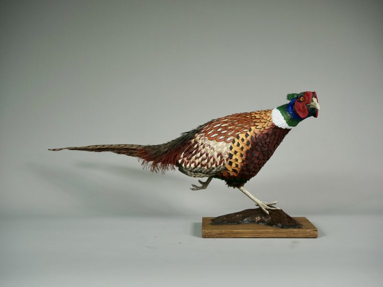 Running Wild (Pheasant) by Jamie Lord  -  £4,250