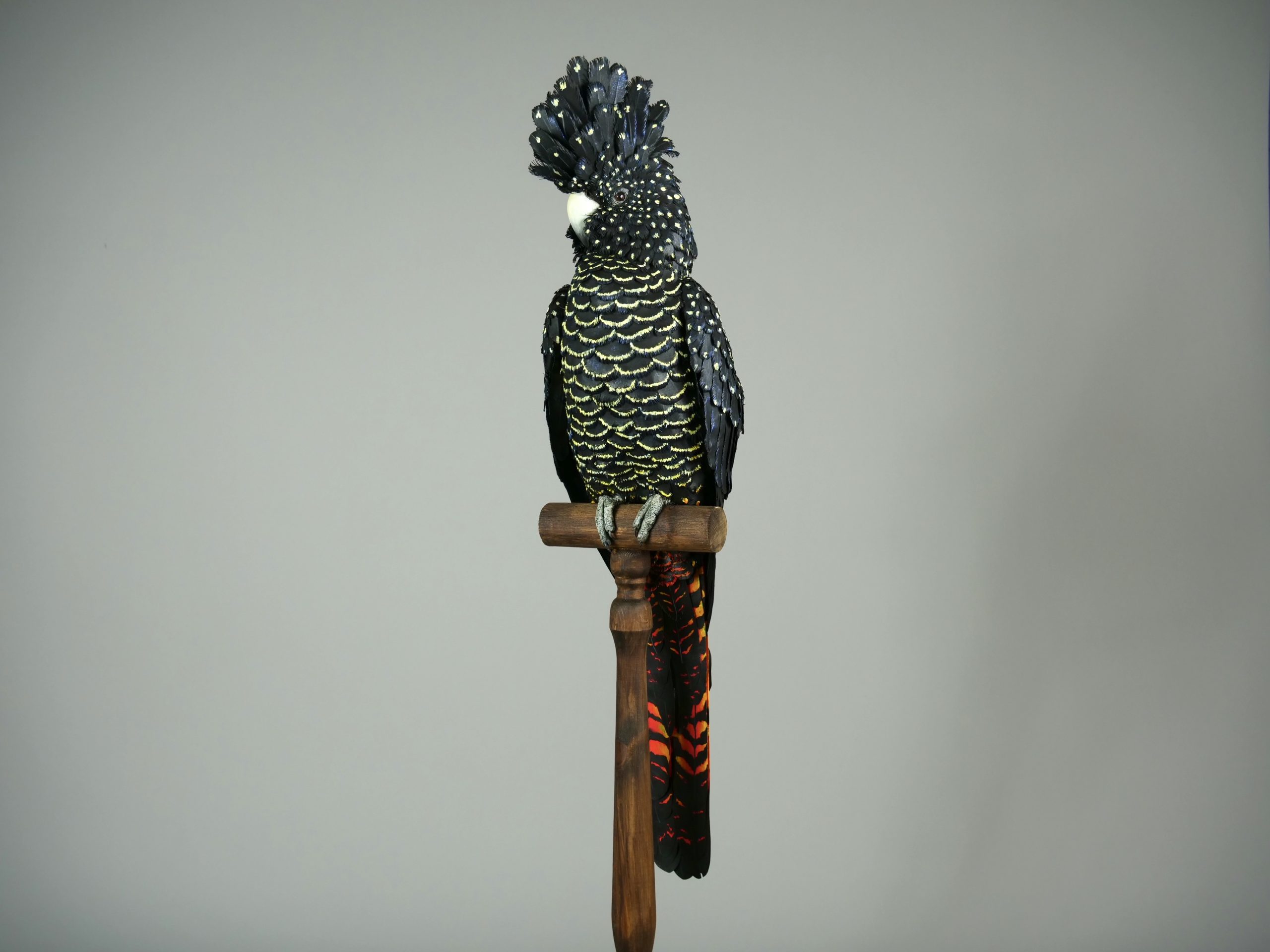 Regalia (Cockatoo) by Jamie Lord – £2,250