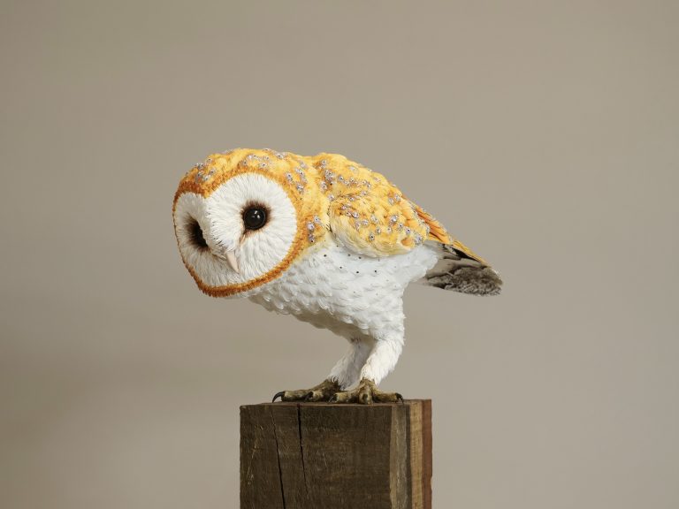 Solstice (Barn Owl) by Jamie Lord  -  £1,950